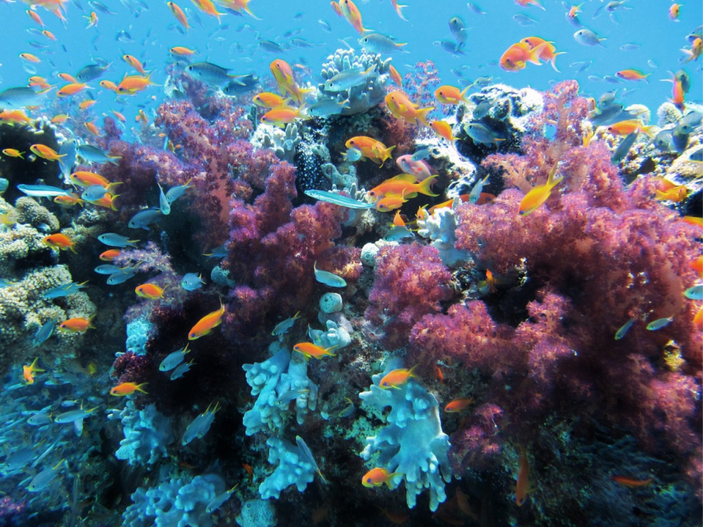 Corail