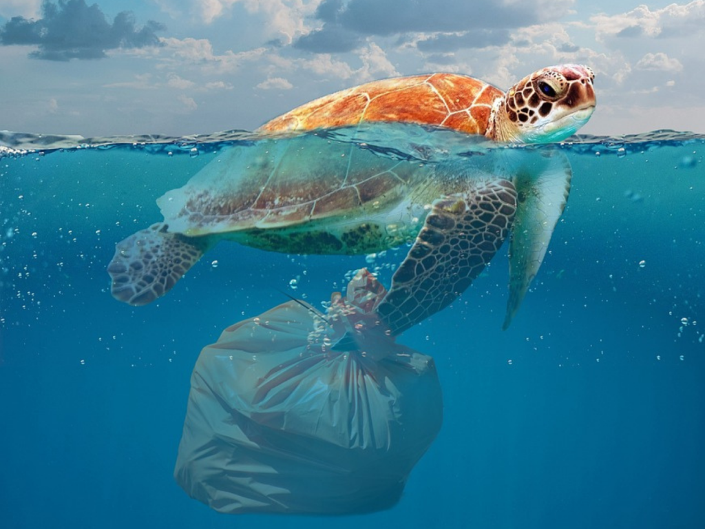 tortue plastique
