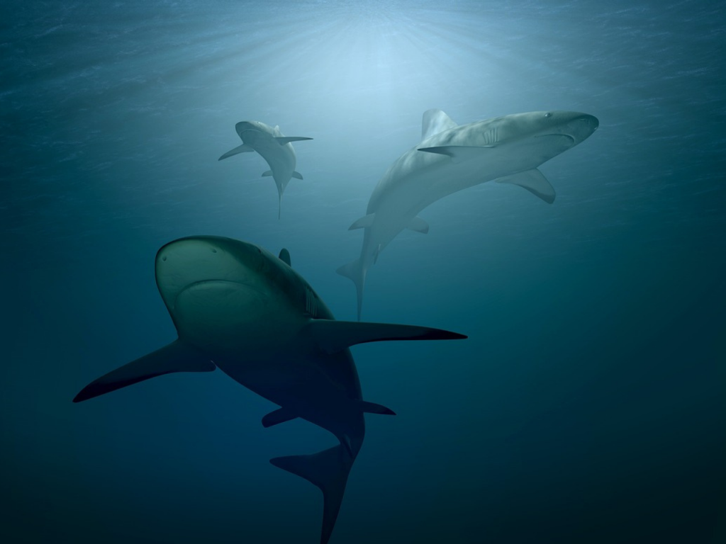 requin