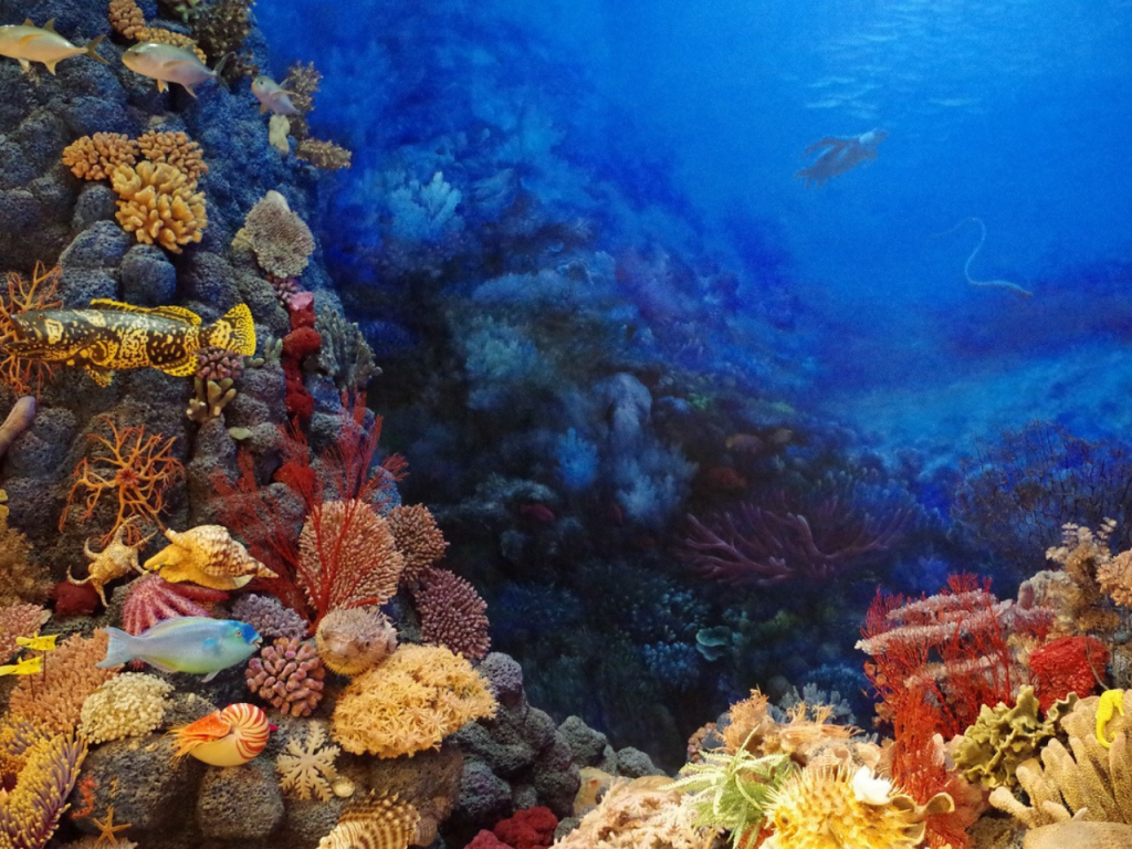 Corail