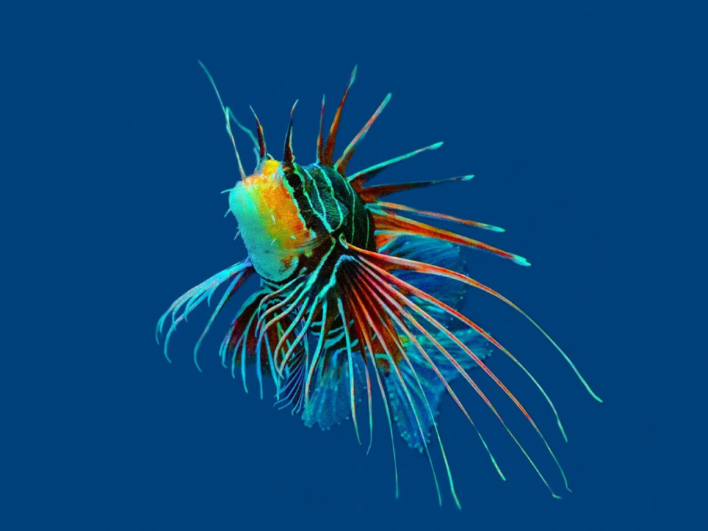 poisson