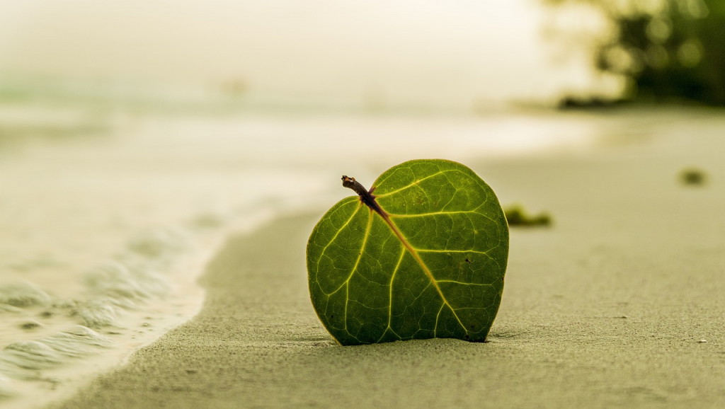 impact de la mode sur l'écologie