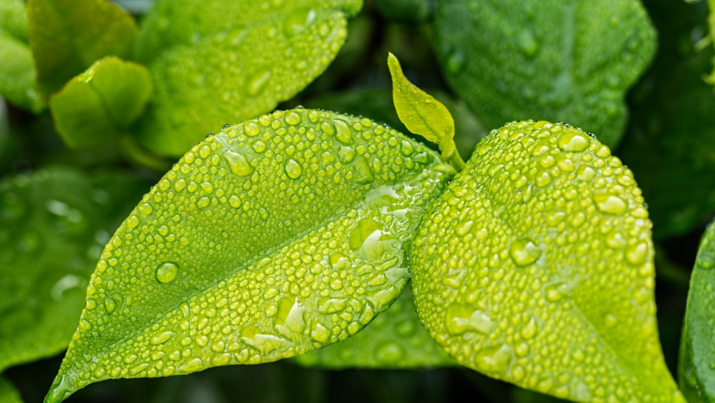 Feuille goutte eau